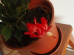P2182590.JPG